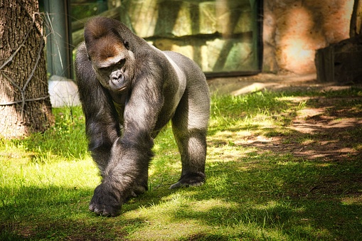 A gorilla walking inside the cage in the zoo