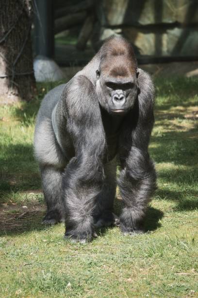 istock Gorilla walking inside the cage in the zoo 1446193814