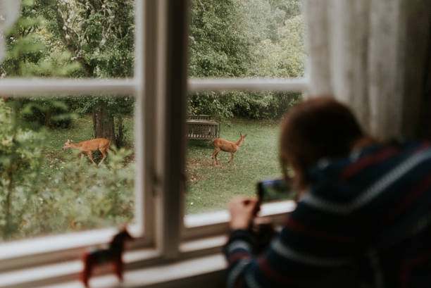 Living together with nature in nordic countryside Wild deer eating apples in backyard, seen from Nordic cottage window. deer in yard stock pictures, royalty-free photos & images