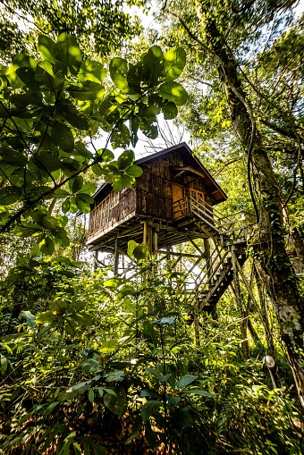 A vertical shot of a Treehouse surrounded by trees in the forest