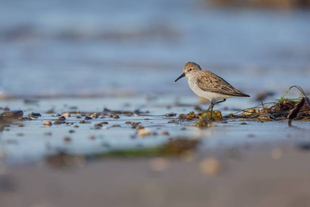 istock Selective focus shot of a semipalmated sandpiper (Calidris pusilla) on the beach 1446195631