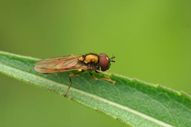 istock Closeup on a common short Melanostoma mellinum hoverfly sitting 1446195692