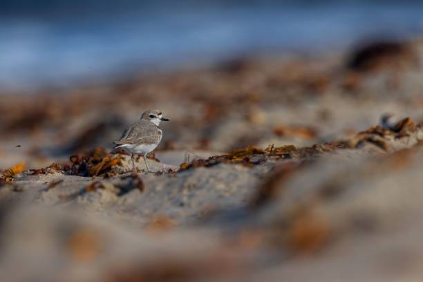 istock Beautiful Little-ringed plover on the stony surface with the foliage 1446195718