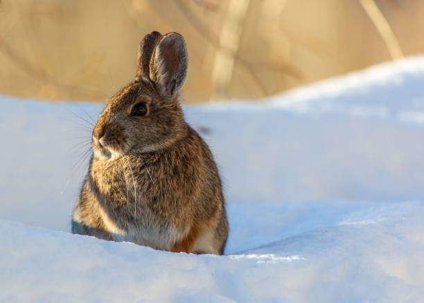 istock Fluffy hare standing on the snow and looking aside on a sunny day 1446195728
