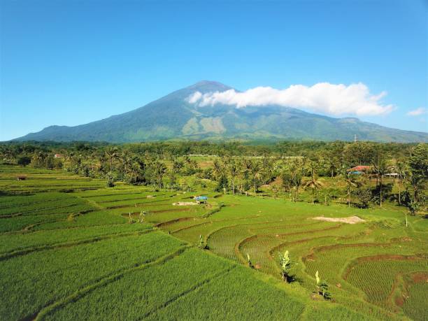 istock Aerial drone shot of the green fields for agriculture in West Java, Indonesia 1446196615