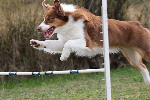 A closeup of a brown Australian Shepherd running and jumping over the hurdles