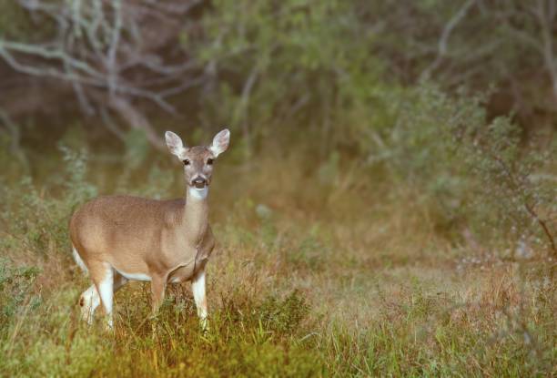 istock Adorable deer standing in the field with dense grass 1446196818