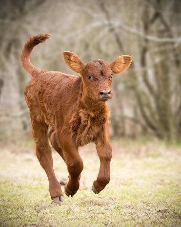 A closeup of an adorable red calf running in the field