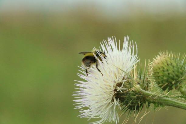 istock Close-up shot of a bumblebee on a white thistle 1446197015