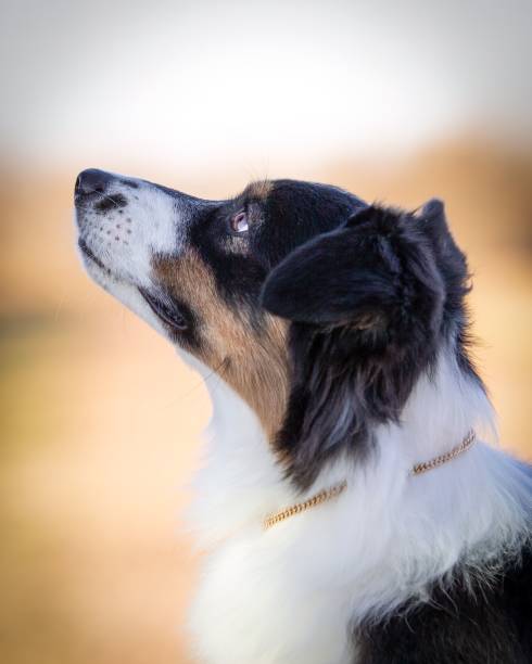 istock Portrait of a standard Australian Shepherd looking up 1446197059