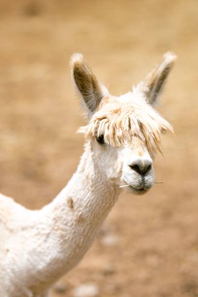istock Portrait of a cute alpaca eating grass while looking at the camera 1446197086