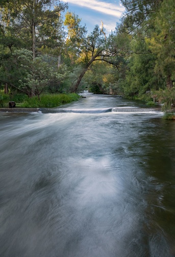 A vertical of the Cotter river with tilted leafy trees on it in Australia