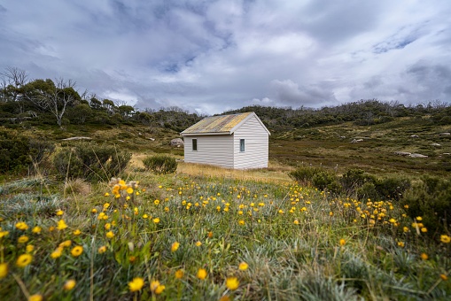 The Derschkos hut in Kosciuszko national park surrounded by wild flowering plants in Australia