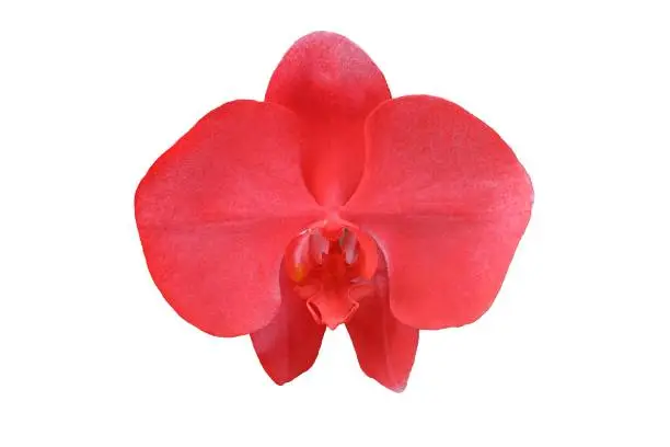 Photo of A red Phalaenopsis or moth orchid flower, isolated on white background, clipping path