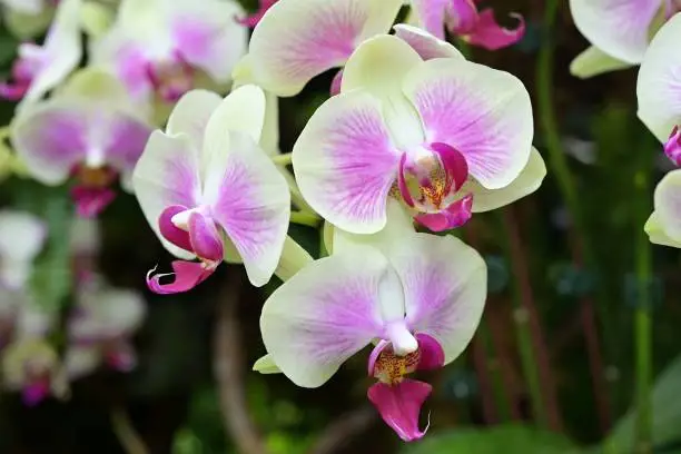 Photo of White Phalaenopsis sp. moth orchid flowers with violet accents and distinctive big 'lips',