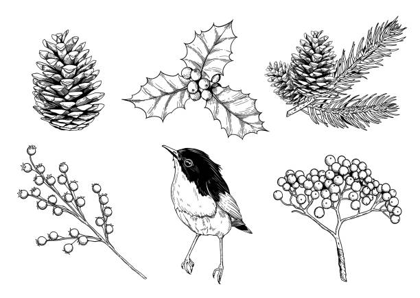 Christmas hand drawn elements set for xmas design. Collection with holly berries, corn, bird and winter botanical. Vintage line art set.  Happy new year vector illustration.