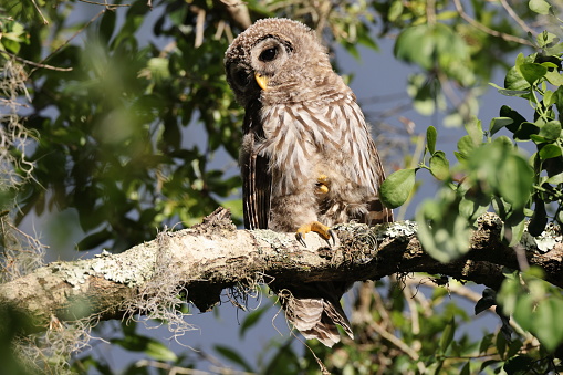 Barred Owl  at the Circle B Bar Reserve Florida USA