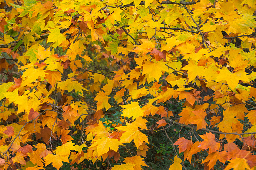 Maple branches and leaves in a vibrant autumn yellow color.