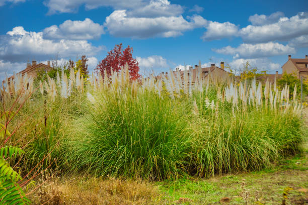 Pampas grass. Cortaderia selloana or pampas grass bushes in a public garden in the town of Arroyomolinos, Madrid (Spain). ornamental grass stock pictures, royalty-free photos & images