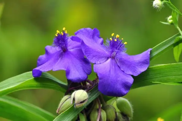 Purple spiderwort