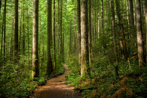 sentiero attraverso una foresta illuminata dal sole - woods foto e immagini stock