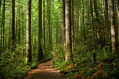 istock Path Through a Sunlit Forest 1446199740