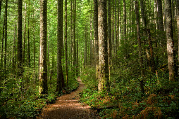 Path Through a Sunlit Forest A trail though a forest, with dappled sunlight coming from the left. wood trail stock pictures, royalty-free photos & images