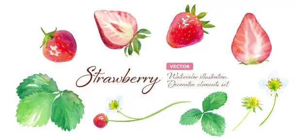 Vector illustration of Strawberry watercolor illustration. Flower, leaf, fruit element set (vector)