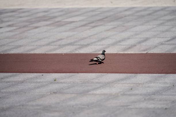 A pigeon walking on a carpet on the street
