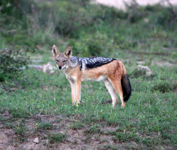 istock Eastern Black-backed Jackal (Lupulella mesomelas schmidti) looking inquisitively towards camera : (pix SShukla) 1446202045