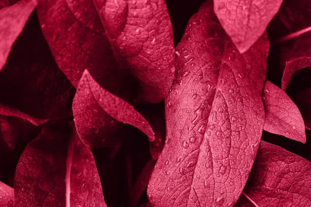 Photo of Color of the Year 2023 Viva Magenta color. Textured leaf with water drops. Texture abstract background