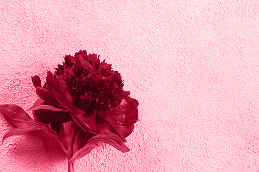 Color of the Year 2023 Viva Magenta color. Magenta beautiful burgundy peony flower on light background. Top view, flat lay, copy space