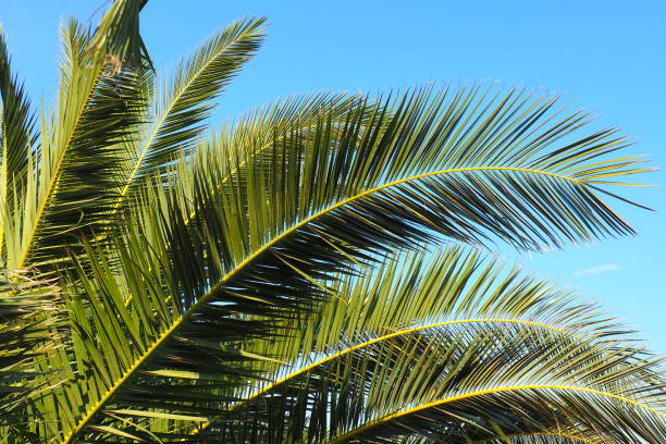 Palm branches against the blue sky. Sunny weather. Vacation at the resort. Coconut and date leaves sway. The blue sky. Tourism and travel to tropical place. Montenegro, palm trees. Plage holiday. stock photo
