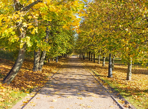 Parks of Moscow. Tsaritsyno. Golden autumn.Russia.