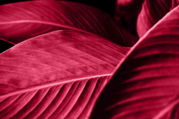trendy color viva magenta leaves background. blurred bokeh. sunshine abstract backdrop. close up and marco shot. - viva magenta 個照片及圖片檔
