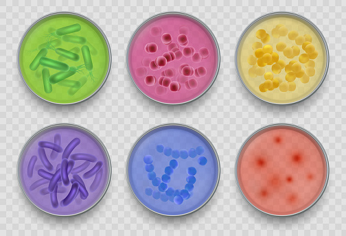 Bacteria gram. Various microorganism top views in petri dish bacteriology laboratory experiments or tests decent vector collection in realistic style of microorganism and microbe illustration