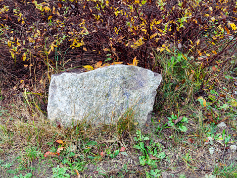 A gray stone lay in the grass in front of the bushes