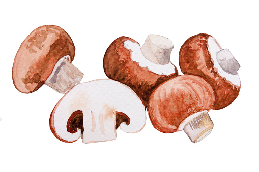 Fresh champignon mushrooms. Watercolor hand drawn illustration.