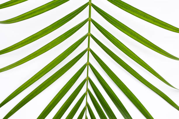 istock Green leaves of palm tree on white background. 1446212153