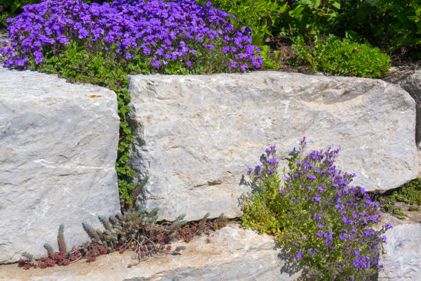 istock stone wall with yellowish stones and blue blooming aubrietia 1446212300