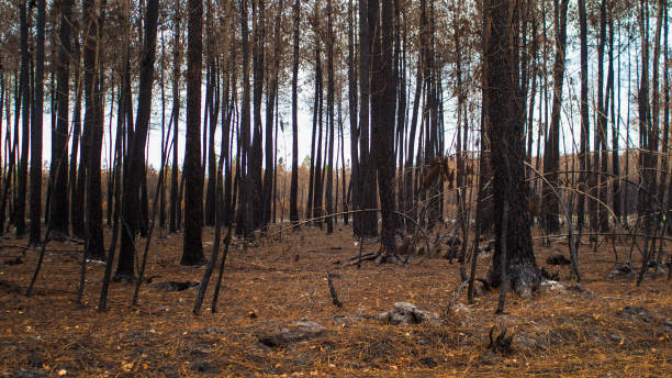 istock Forest ravaged in Gironde, following fires 1446213643