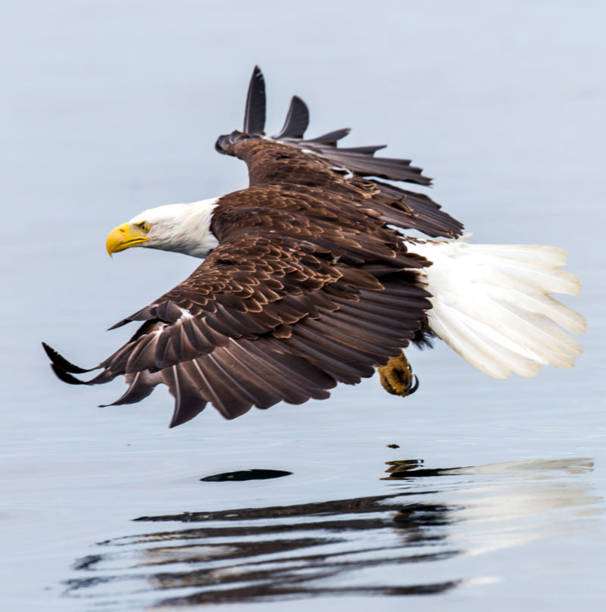 istock Beautiful Homer,Alaska pictures 1446213864