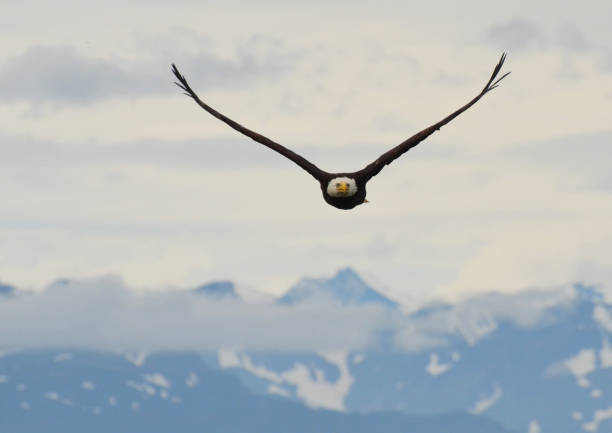 istock Beautiful Homer,Alaska pictures 1446213884