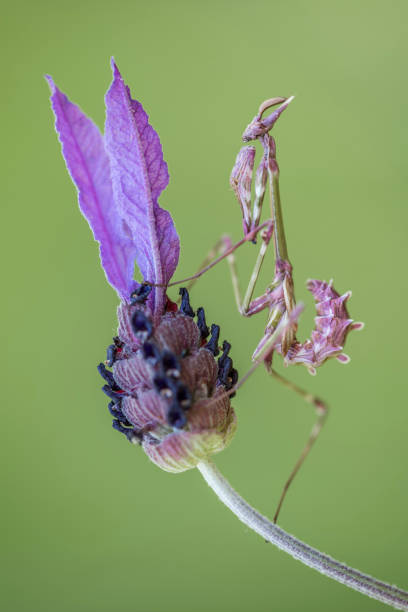 istock Empusa pennata 1446215592