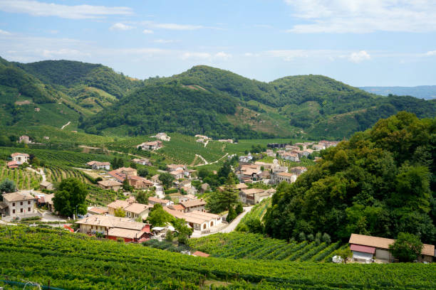 istock Vineyards along the Road of Prosecco e Conegliano Vines 1446217155