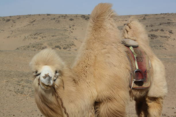 A bactrian camel in the wild of Gobi Desert, Umnugovi province, Mongolia. stock photo