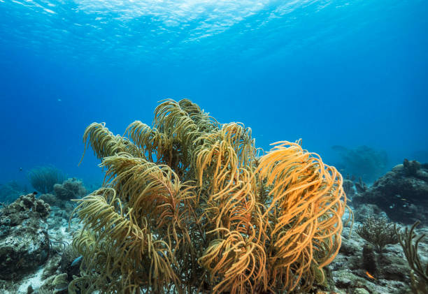 istock Creative Timor-Leste  underwater  pictures 1446218745