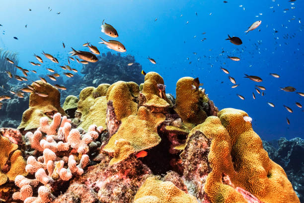 istock Creative Timor-Leste  underwater  pictures 1446218798