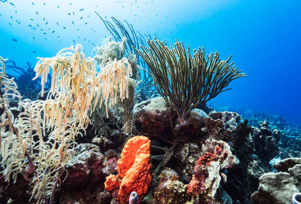 istock Creative Timor-Leste  underwater  pictures 1446218812