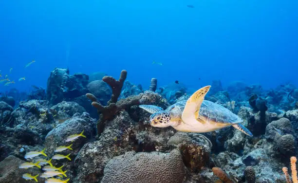 Beautiful Timor-Leste  underwater pictures